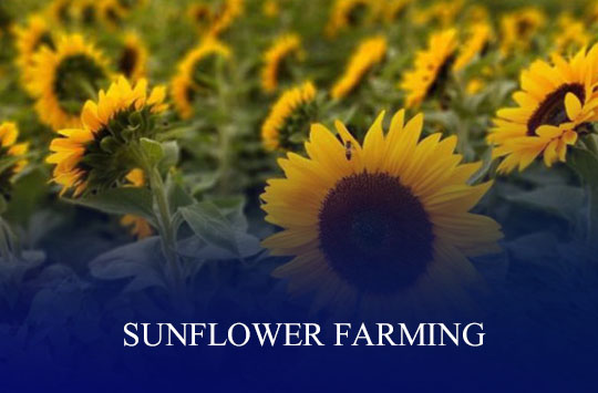 How To Start A Sunflower Farming Business  And The Comprehensive Business Plan