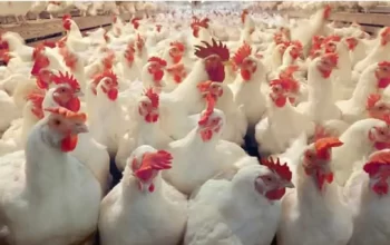broiler production business in Zimbabwe